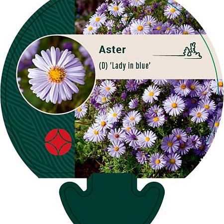 Aster (D) 'Lady in Blue' Pot 9 cm