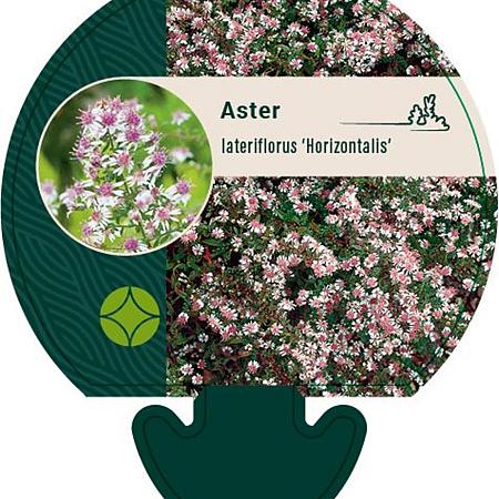 Aster l. 'Horizontalis' Pot 9 cm