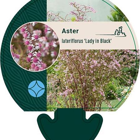 Aster l. 'Lady in Black' Pot 9 cm