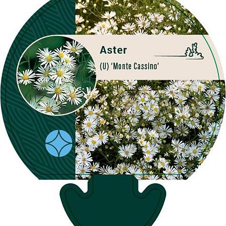Aster (U) 'Monte Cassino' Pot 9 cm