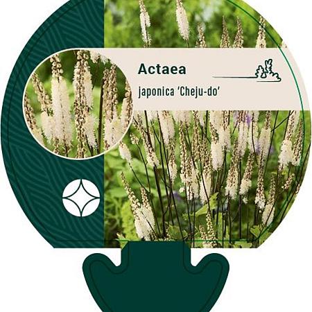 Actaea japonica 'Cheju-do' Pot 9 cm