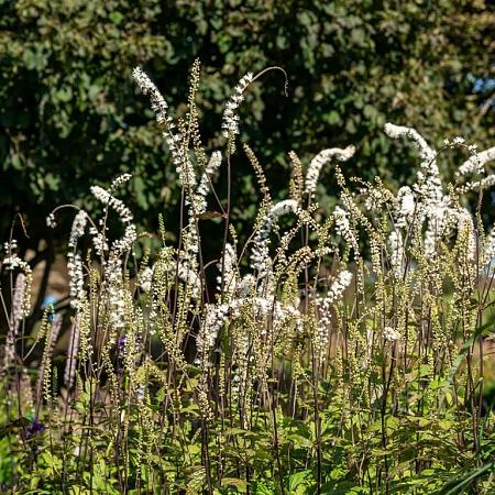 Actaea japonica 'Cheju-do' Pot 9 cm