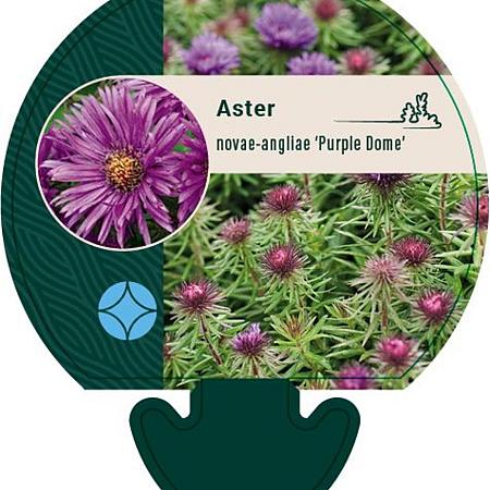 Aster n.-a. 'Purple Dome' Pot 9 cm