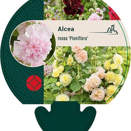 Alcea rosea 'Pleniflora' (gemengd) Pot 9 cm