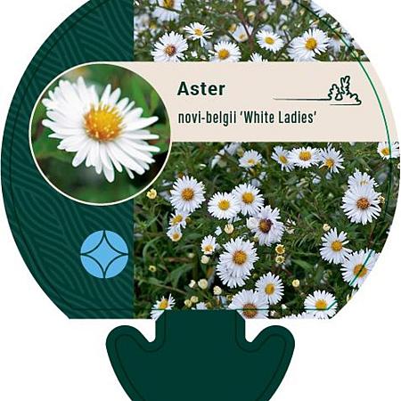 Aster n.-b. 'White Ladies' Pot 9 cm