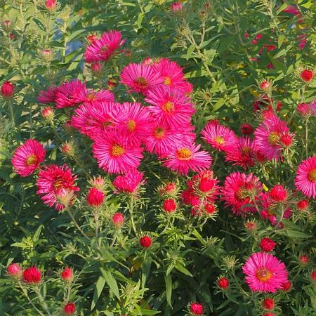 Aster n.-b. 'Winston Churchill' Pot 9 cm