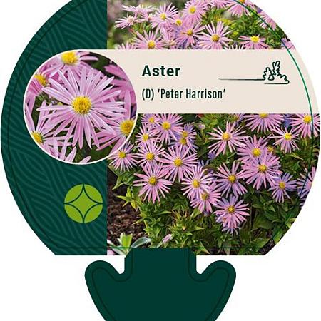Aster (D) 'Peter Harrison' Pot 9 cm