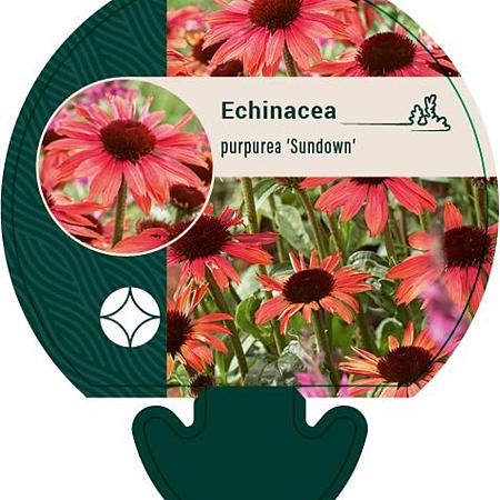 Echinacea p. 'Sundown' Pot 9 cm