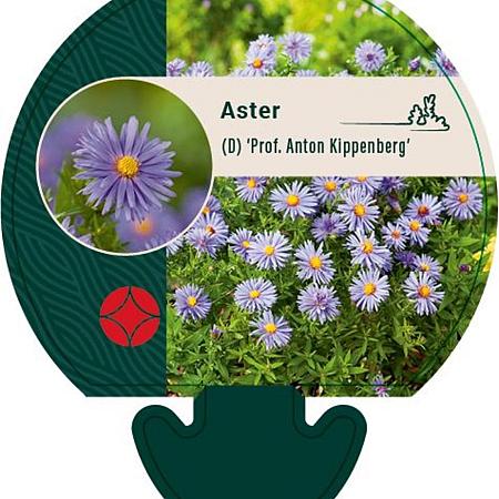 Aster (D) 'Prof. Anton Kippenberg' Pot 9 cm
