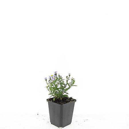 Aster (D) 'Prof. Anton Kippenberg' Pot 9 cm