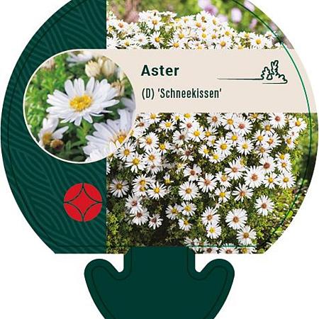 Aster (D) 'Schneekissen' Pot 9 cm