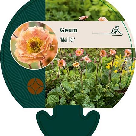 Geum 'Mai Tai' Pot 9 cm
