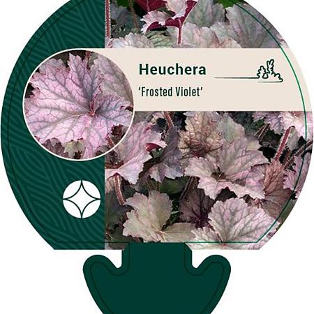 Heuchera 'Frosted Violet' Pot 9 cm