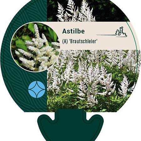 Astilbe (A) 'Brautschleier' Pot 9 cm