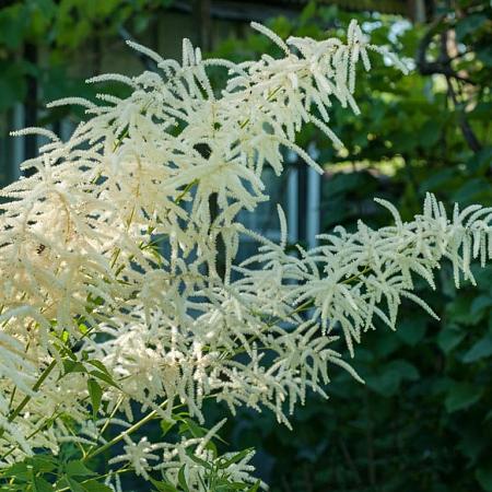 Astilbe (A) 'Brautschleier' Pot 9 cm