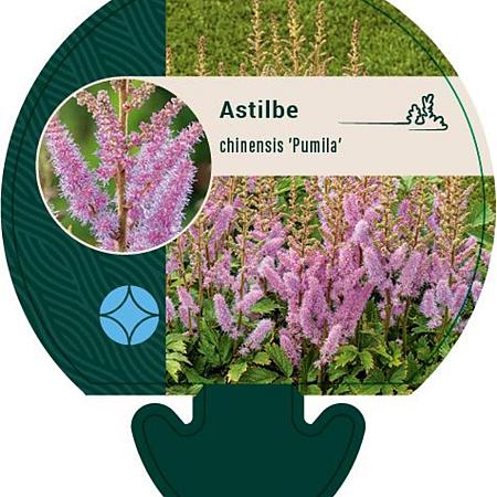 Astilbe c. 'Pumila' Pot 9 cm