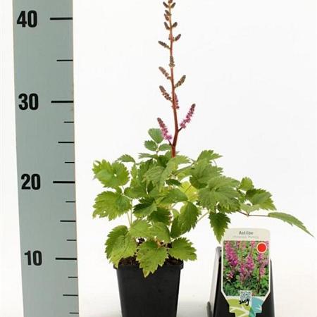 Astilbe c. 'Pumila' Pot 9 cm