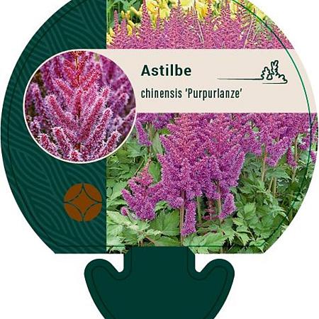 Astilbe c. 'Purpurlanze' Pot 9 cm