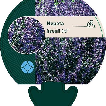 Nepeta faassenii 'Grol' Pot 9 cm