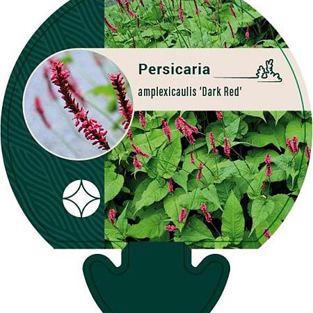 Persicaria amplex. 'Dark Red' Pot 9 cm
