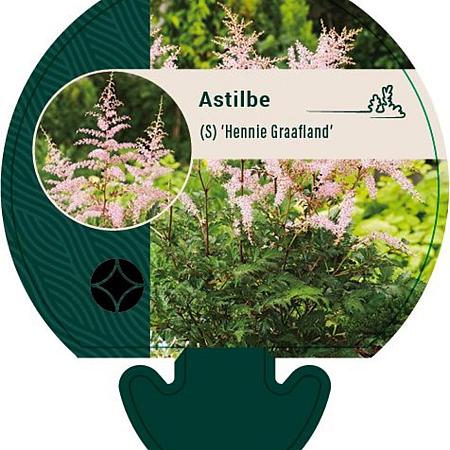 Astilbe (S) 'Hennie Graafland' Pot 9 cm