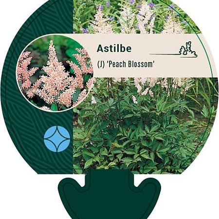 Astilbe (J) 'Peach Blossom' Pot 9 cm