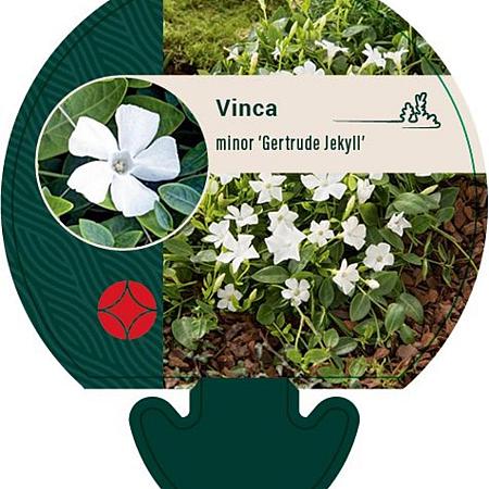 Vinca minor 'Gertrude Jekyll' Pot 9 cm