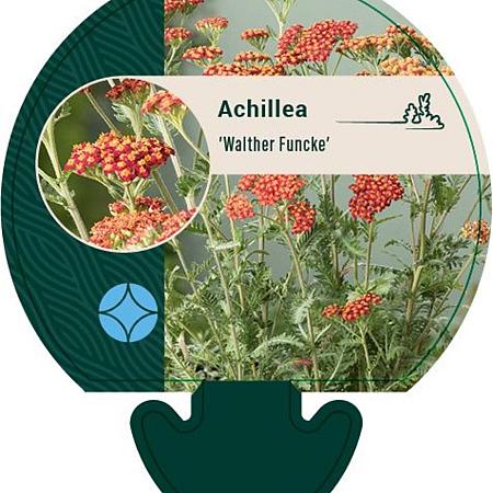Achillea 'Walther Funcke' Pot 9 cm