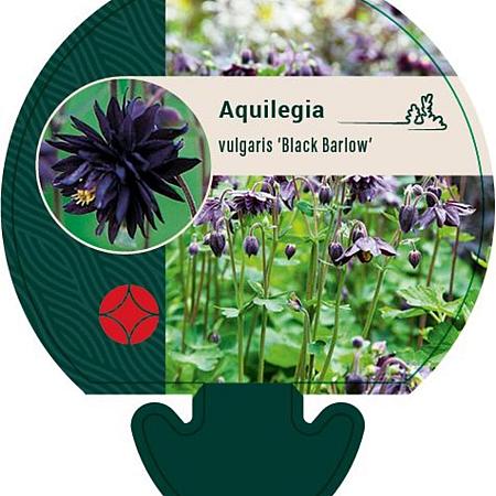 Aquilegia v. 'Black Barlow' Pot 9 cm