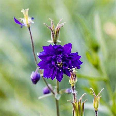 Aquilegia v. 'Black Barlow' Pot 9 cm
