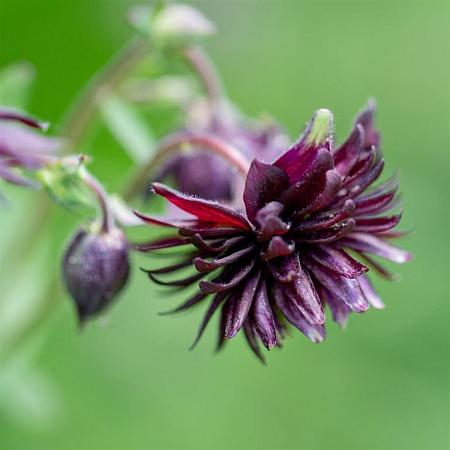 Aquilegia v. 'Black Barlow' Pot 9 cm