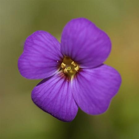 Aubrieta 'Hamburger Stadtpark' Pot 9 cm