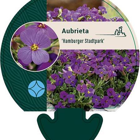 Aubrieta 'Hamburger Stadtpark' Pot 9 cm
