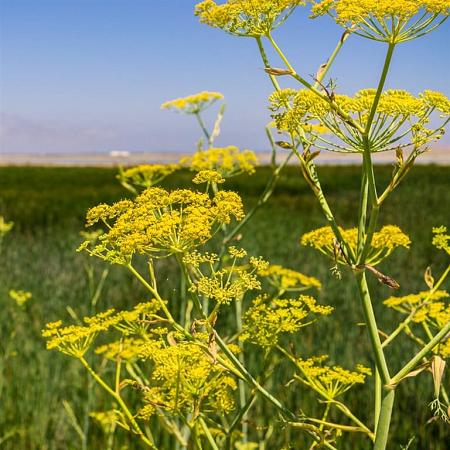 Foeniculum vulgare Pot 9 cm