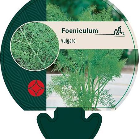 Foeniculum vulgare Pot 9 cm
