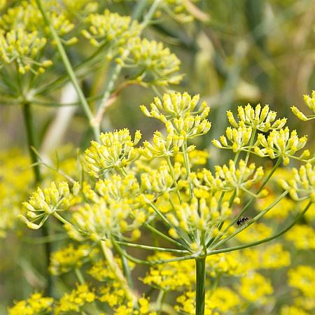 Foeniculum vulgare 'Purpureum' Pot 9 cm