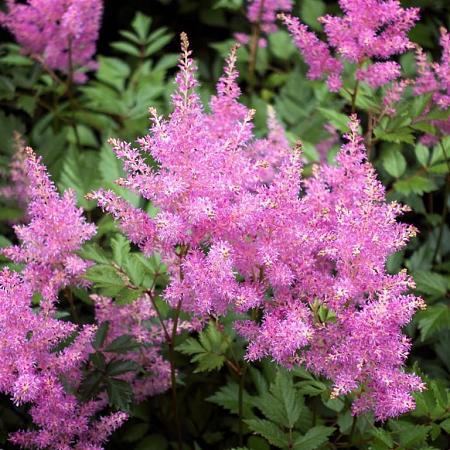 Astilbe (J) 'Rheinland' Pot 9 cm