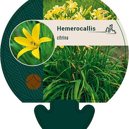 Hemerocallis citrina Pot 9 cm