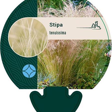 Stipa tenuissima Pot 9 cm