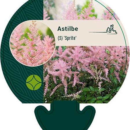 Astilbe (S) 'Sprite' Pot 9 cm