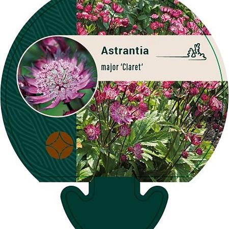Astrantia maj. 'Claret' Pot 9 cm