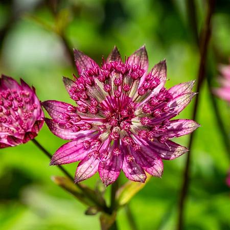 Astrantia maj. 'Primadonna' Pot 9 cm