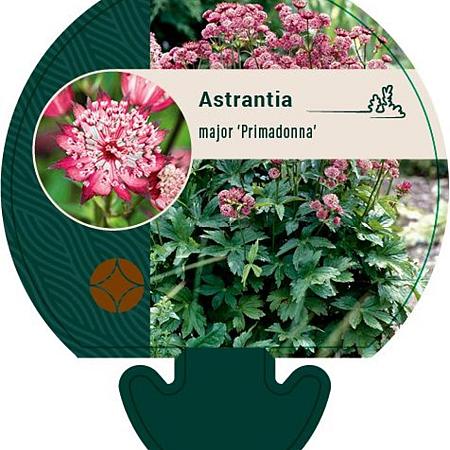 Astrantia maj. 'Primadonna' Pot 9 cm