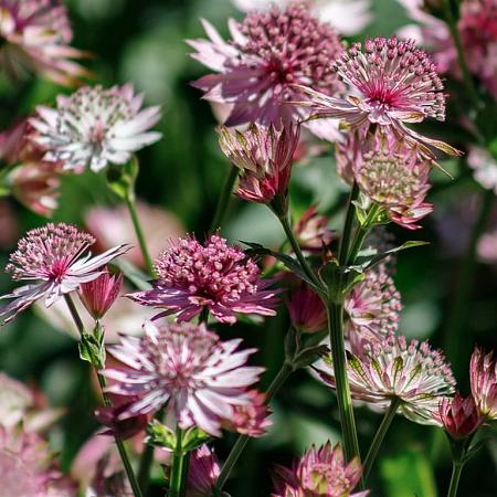 Astrantia maj. 'Roma' Pot 9 cm