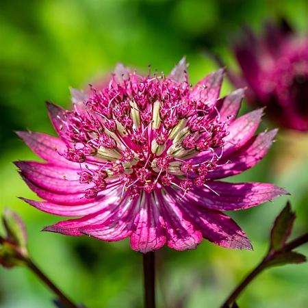 Astrantia maj. 'Ruby Wedding' Pot 9 cm
