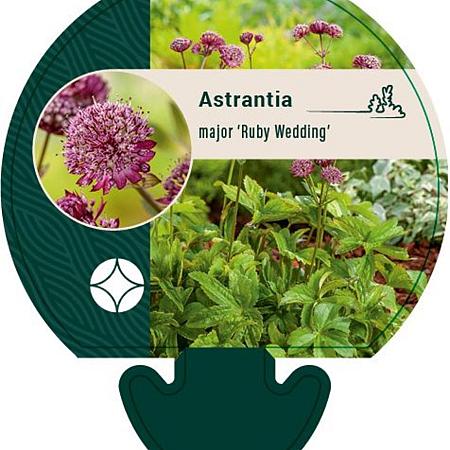 Astrantia maj. 'Ruby Wedding' Pot 9 cm