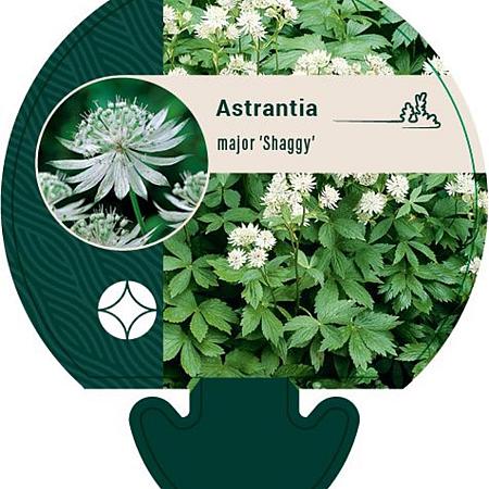 Astrantia maj. 'Shaggy' Pot 9 cm