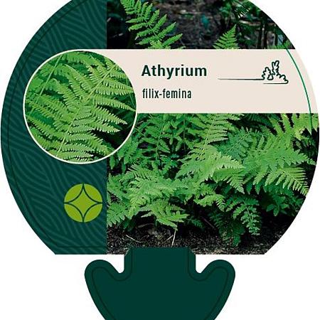 Athyrium filix-femina Pot 9 cm