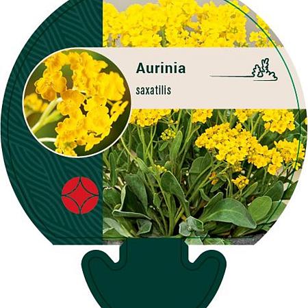 Aurinia saxatilis Pot 9 cm