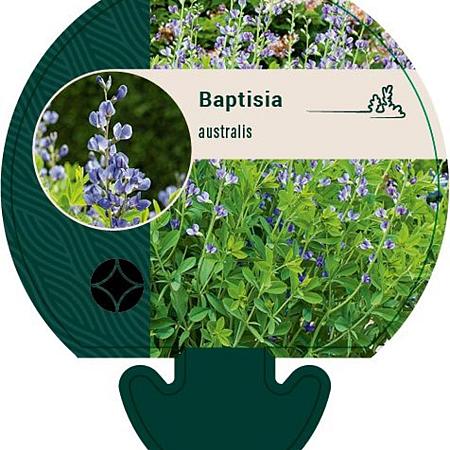 Baptisia australis Pot 9 cm